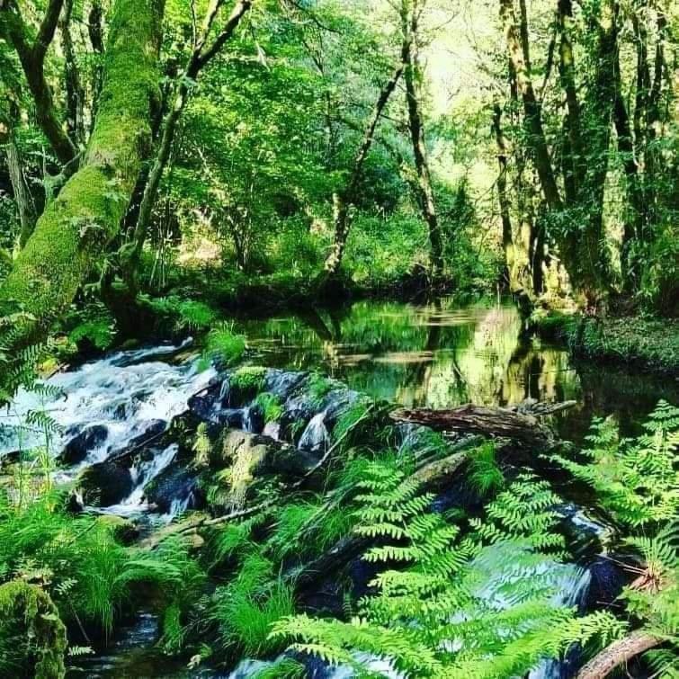 A Cantaruxa Maruxa Turismo Rural Mondariz Eksteriør billede